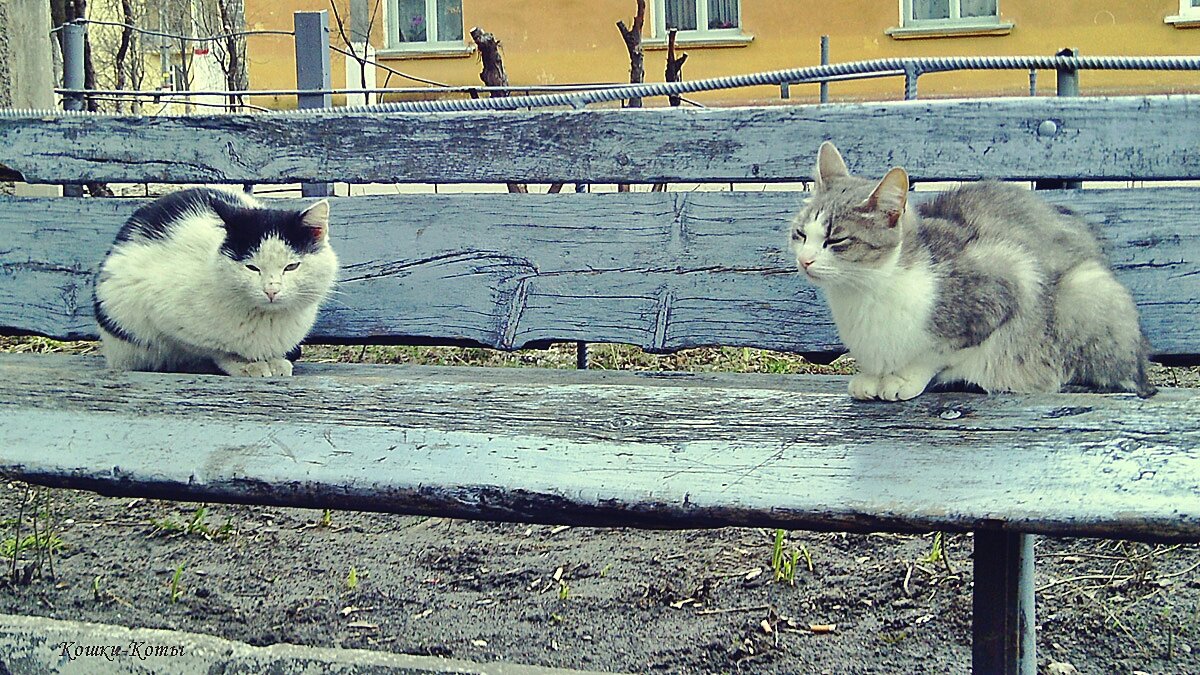 Коты рекомендуют: как общаться с духом безмятежности. 