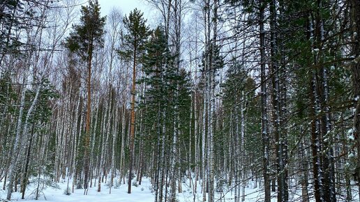 Первая вылазка в лес в этом году