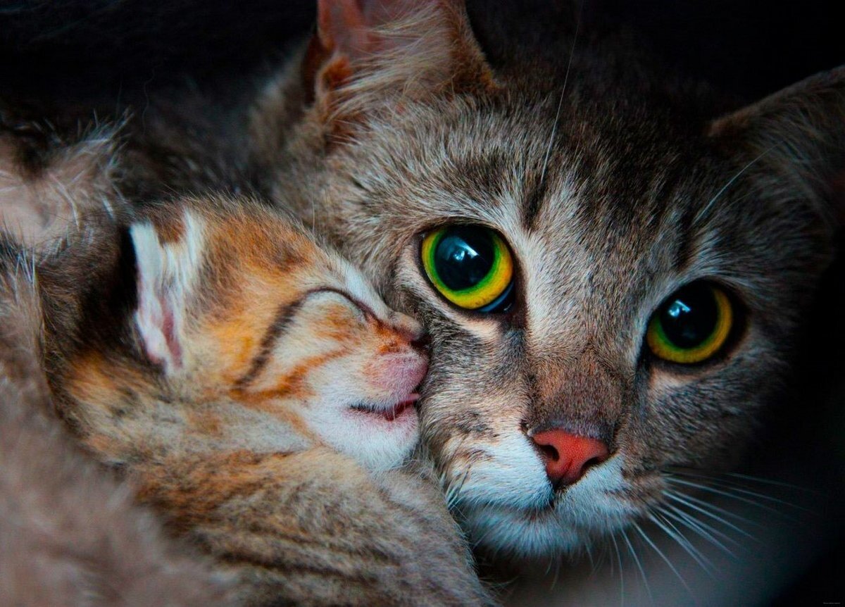 Из открытых источников