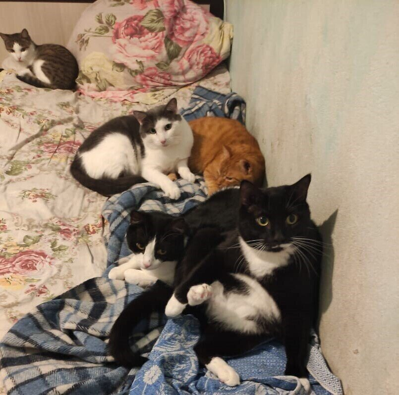 Будущие котмонавты).