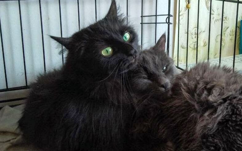 Лада и Варя