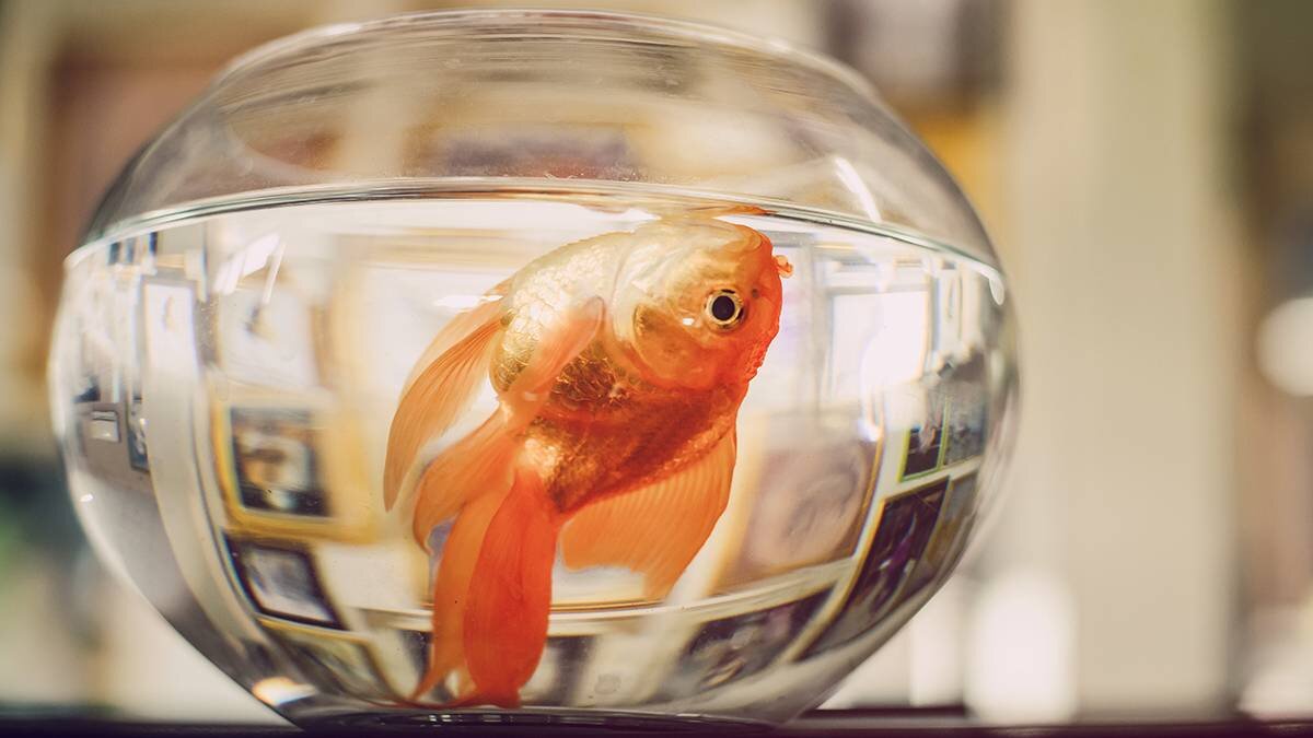    Фото: Shutterstock