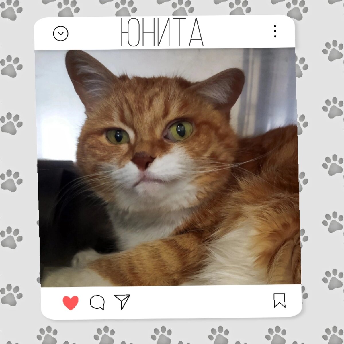 Кошка Юнита ищет дом 🐈💝 | Приют 