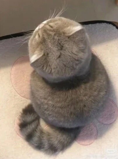 Кот