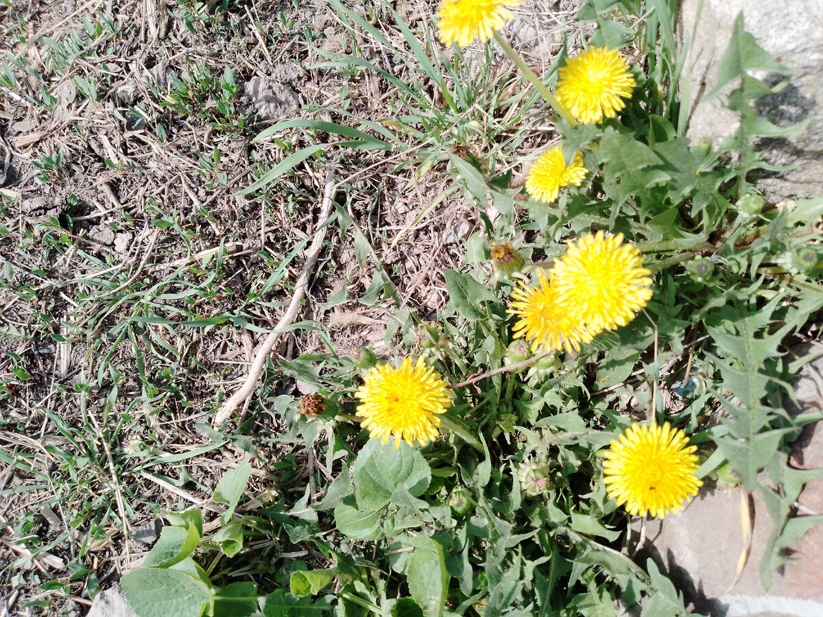 Одуванчики. 