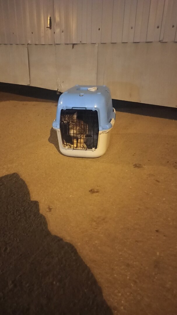 Вот и сцапали!