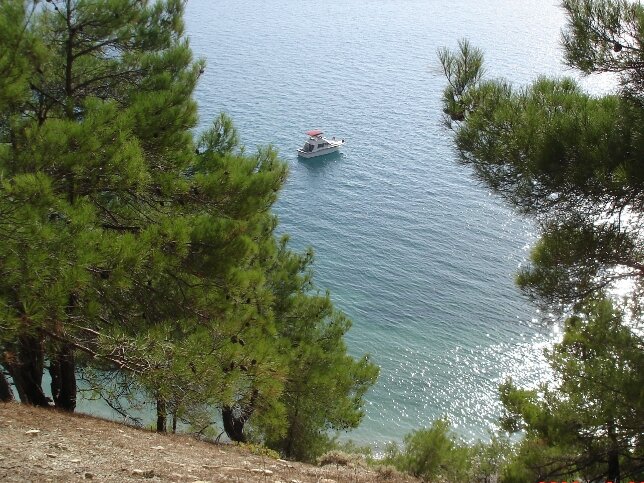 Пицундские сосны растут на склонах черноморского побережья.  Местоположение Геленджика очень выгодно отличает его от других курортных городов . Здесь сочетаются разные варианты туризма, что позволяет всё время разнообразить отдых. 