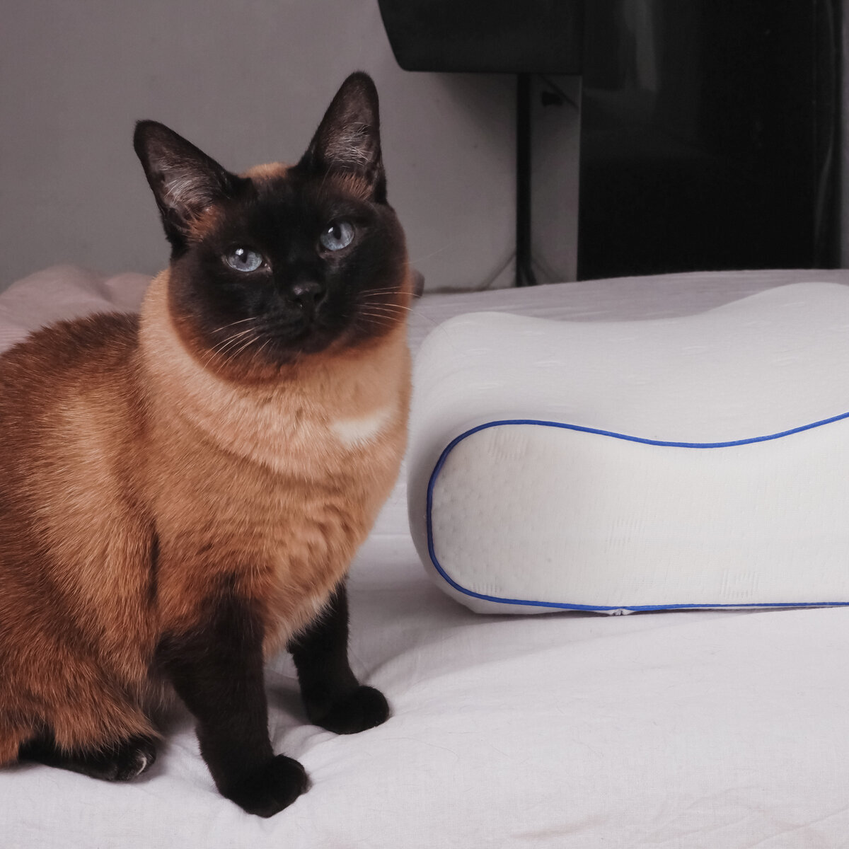 Колбаска и наша любимая (очень удобная) подушка