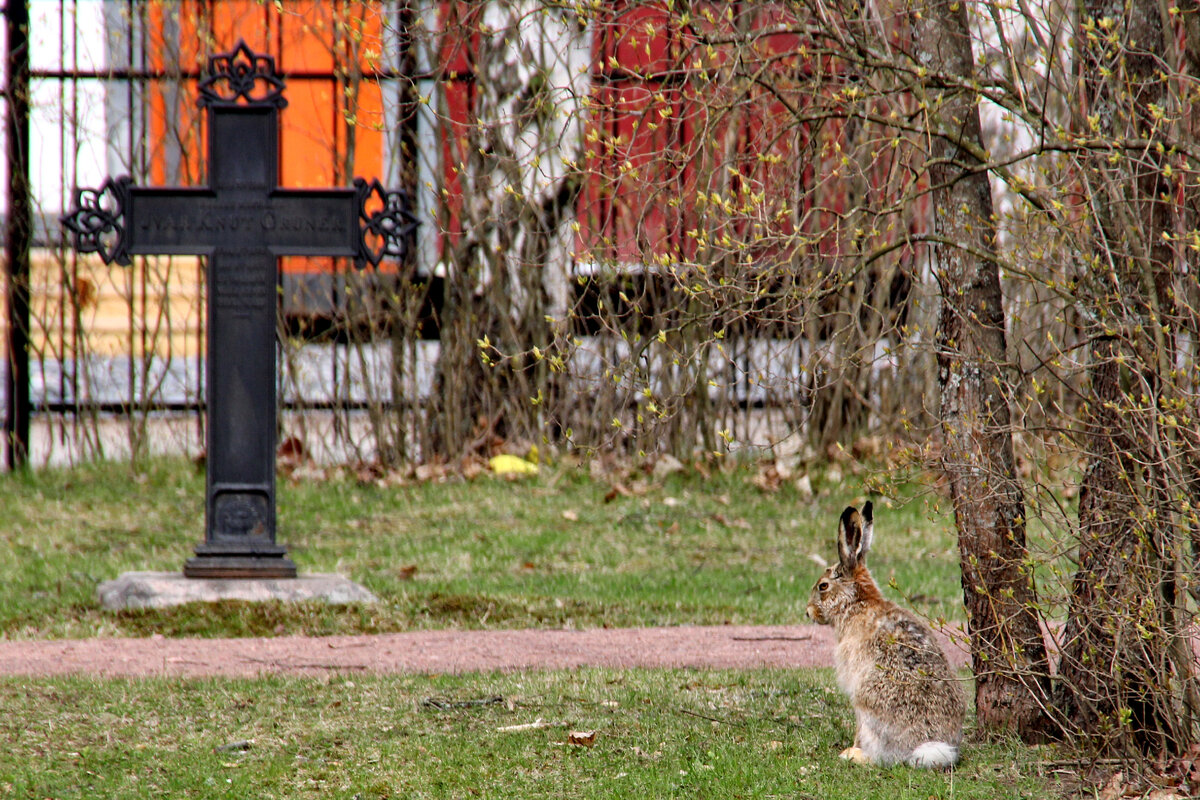 Старое кладбище и заяц