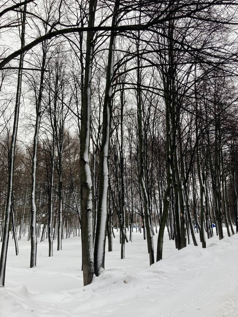 В лесу (парке) не только хвойные деревья.