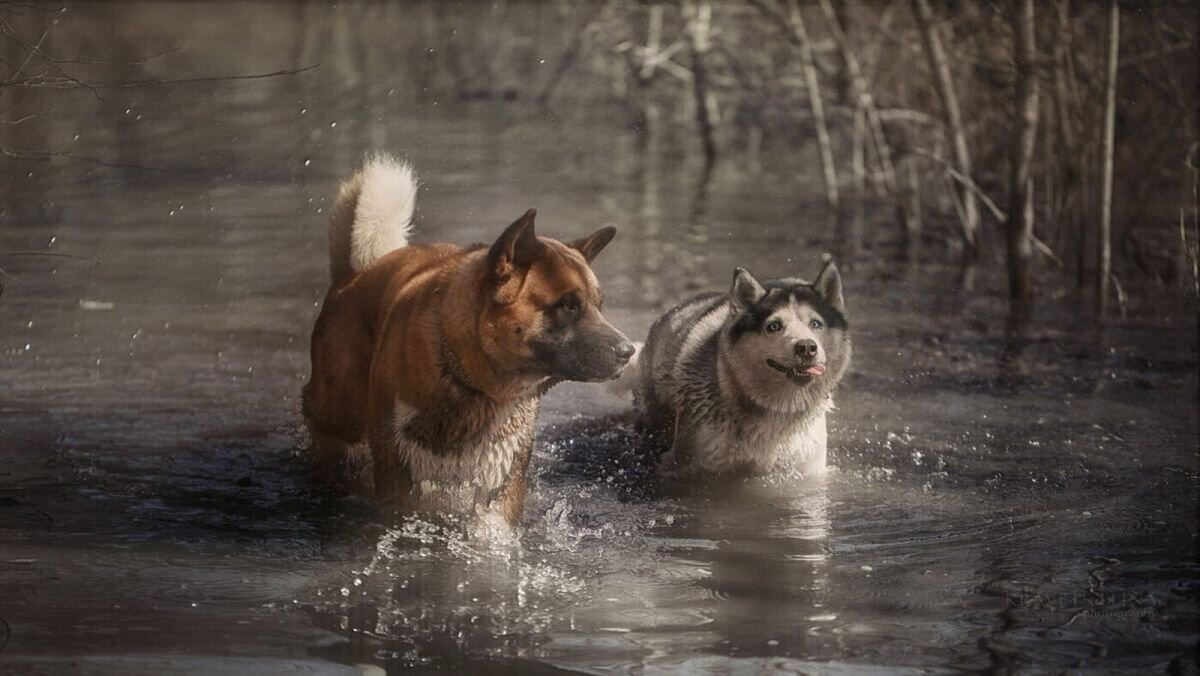 Собаки — это не только любовь 24/7 и шерсть в тарелках, но и постоянная тревога за их здоровье📷

