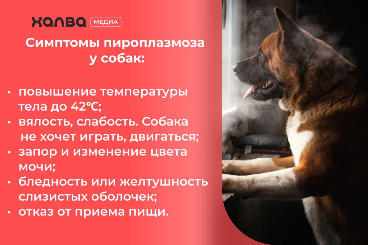 Важно внимательно следить за состоянием собаки: если есть хоть один из перечисленных симптомов, стоит показаться ветеринару📷
