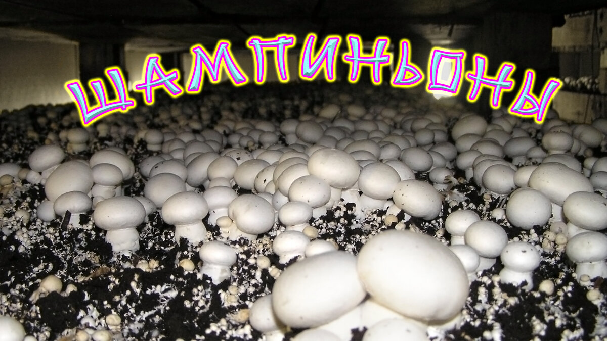 Фото  из открытых источников.