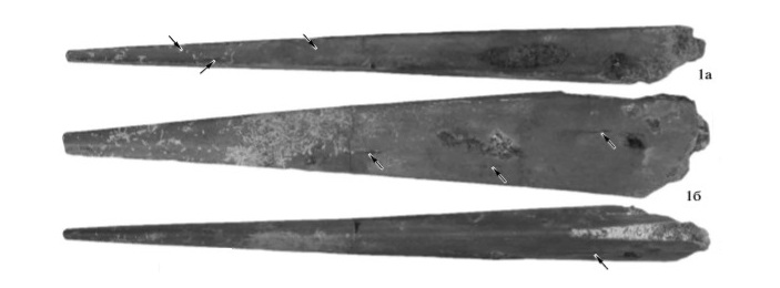 Часть нижнего клюва волгадрако. Вид сверху, сбоку и снизу. 