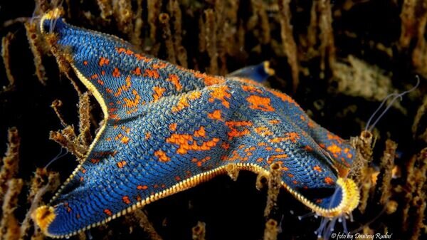    © Telegram-канал Минобрнауки России