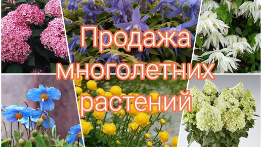 ПРОДАЖА МНОГОЛЕТНИХ РАСТЕНИЙ И ДЕКОРАТИВНЫХ КУСТАРНИКОВ.