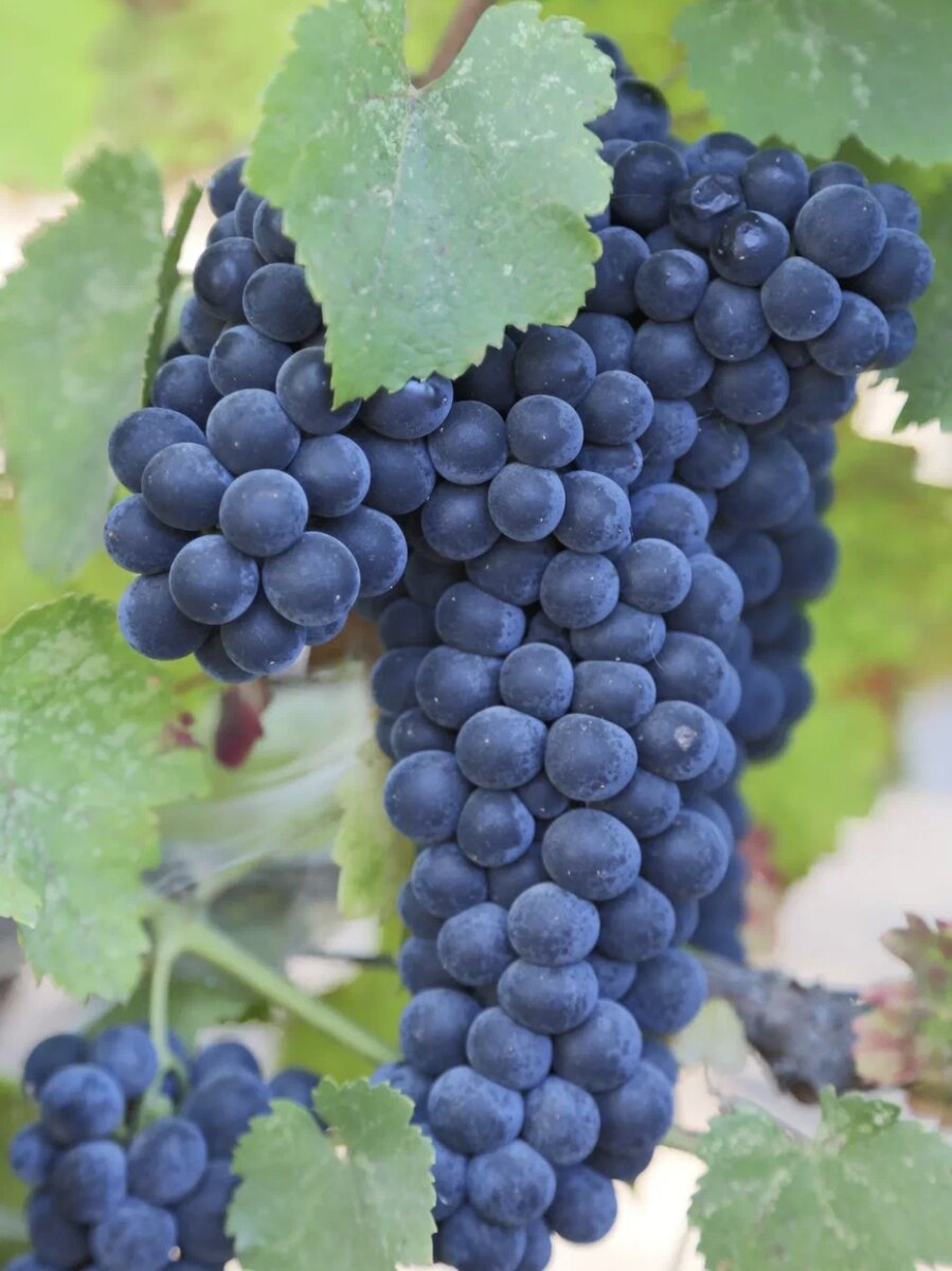 Виноград Антрацит ( Чарли )