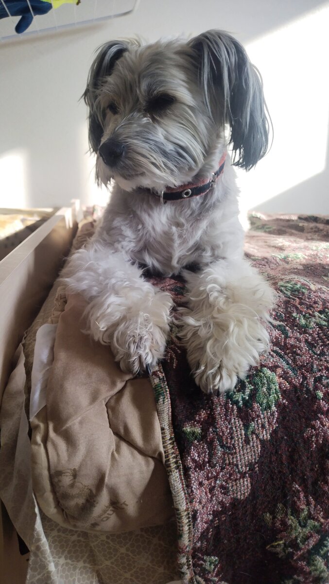 Абсолютно все небольшие собаки считают кровать лучшей лежанкой на свете.