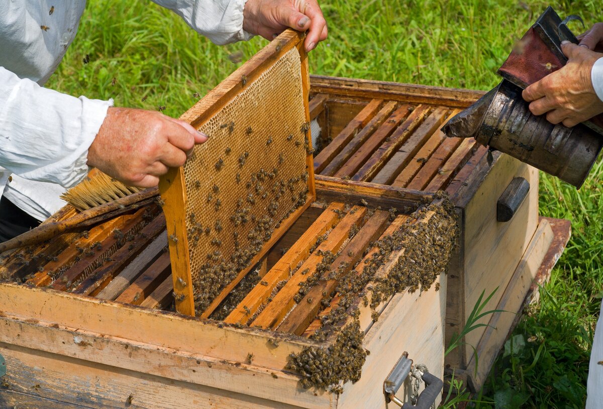 Первый осмотр пчёл после зимовки – важное событие для каждого пчеловода. Ведь от состояния нашего семейства пчёл зависит успешное развитие и получение хорошего урожая мёда в текущем сезоне.