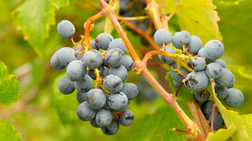 5 вариантов растений, которые стоит сажать рядом с виноградом — выбираю для него «соседей» с умом и получаю массу плюсов