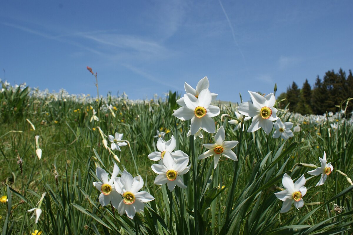 Narcissus poeticus, Нарцисс поэтический или Нарцисс белый. Фотография из интернета