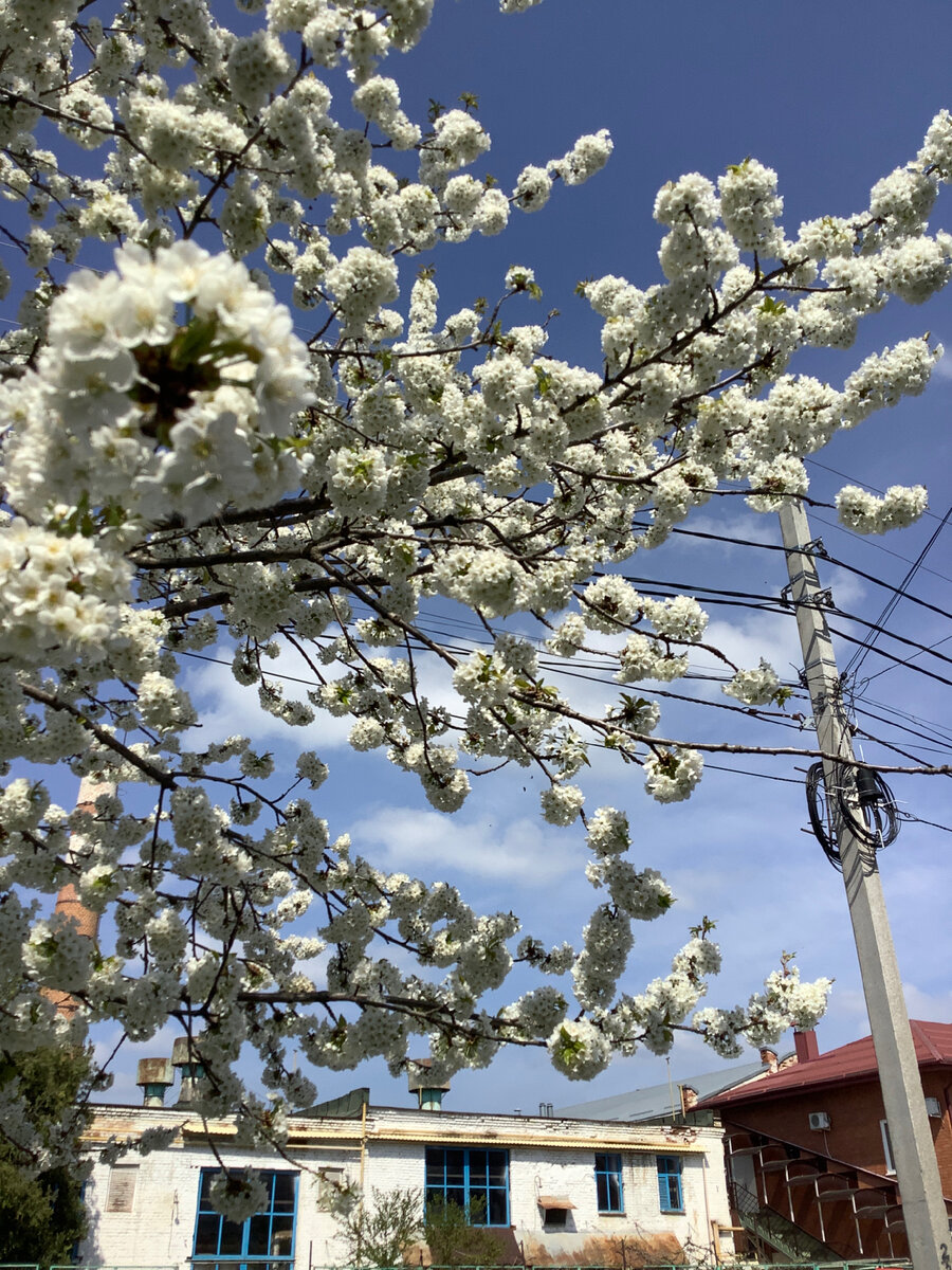 Первый день в Адыгее весной🌸🌸🌸 | Дачные шаги 🌏🌱🌳 | Дзен