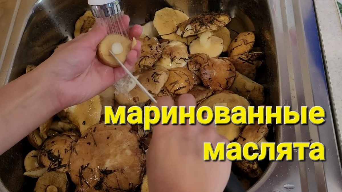 Лучший способ маринования маслят. Приготовленные нашим способом,- они самые  вкусные ... | ВСЁ ДЛЯ ВАС (рыбалка, дача, грибы, музыка) | Дзен