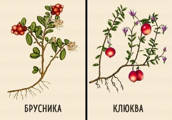 картинка из интернета