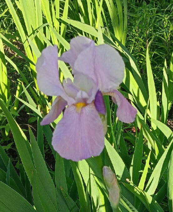 Ирис бордюрный Светло-розово-фиолетового цвета