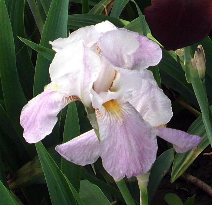 Ирис бордюрный Светло-розово-фиолетового цвета