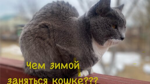 Развлекаем кошку зимой. Что-то заскучала она😼