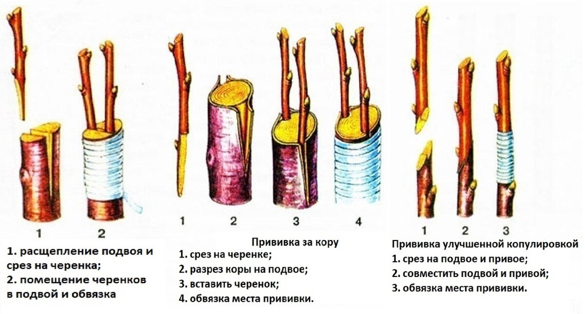 Как размножить яблоню черенками. Прививки растений окулировка. Лимон прививка окулировка. Прививка почкой (глазком) — окулировка. Прививка привой подвой.