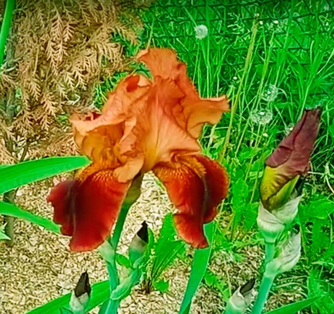 Ирис бородатый Золотое руно