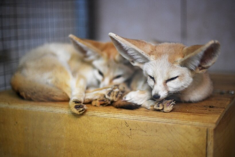 Большие уши помогают фенеку избавляться от излишков тепла   © РИА Новости. Рамиль Ситдиков