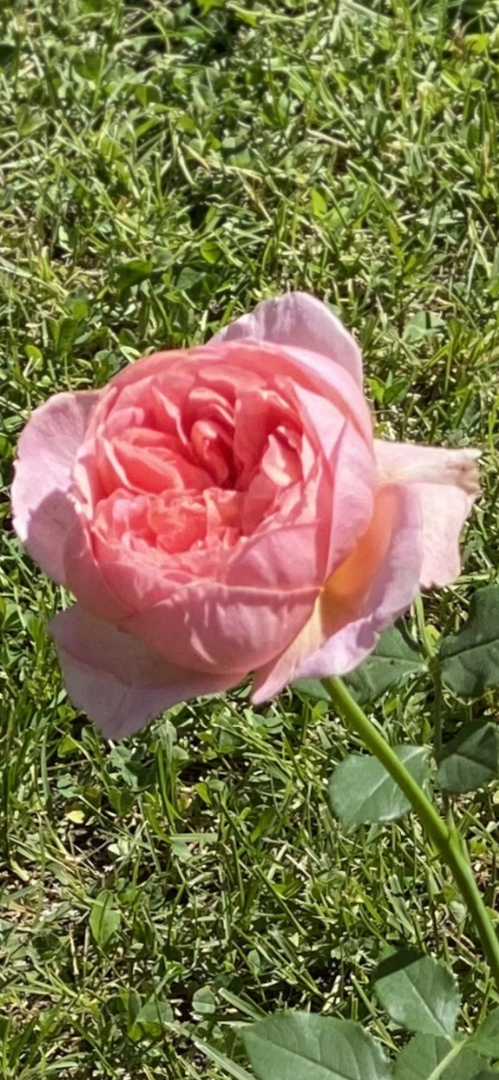 Фото автора. И Роза моя— любимая.