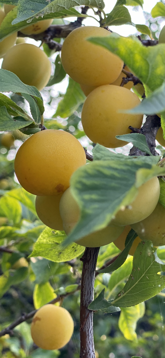 Фото автора. И слива автора. 