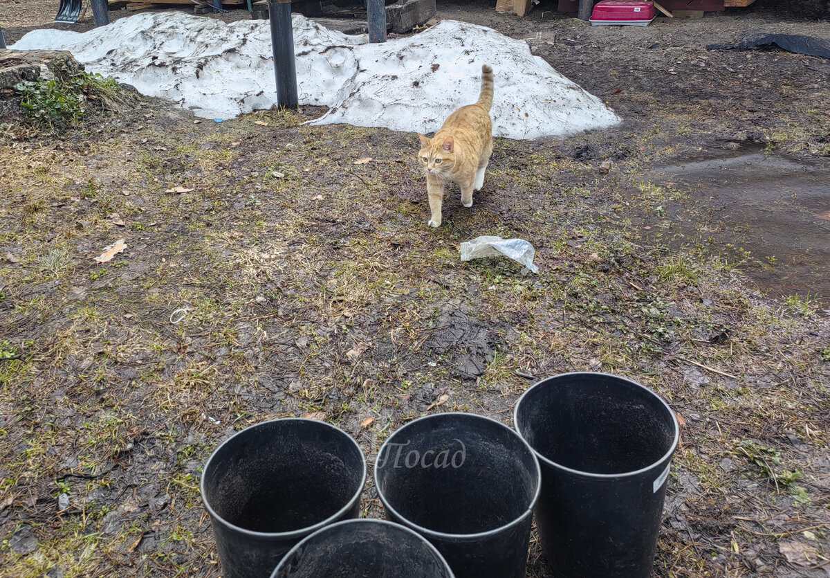 Горшки от элитных "мейянок". Если горшки измерять в котиках, то в каждый помещается по два котика и один кошачий хвостик. А вообще их объём 7 литров. Оптимальный для саженца розы.