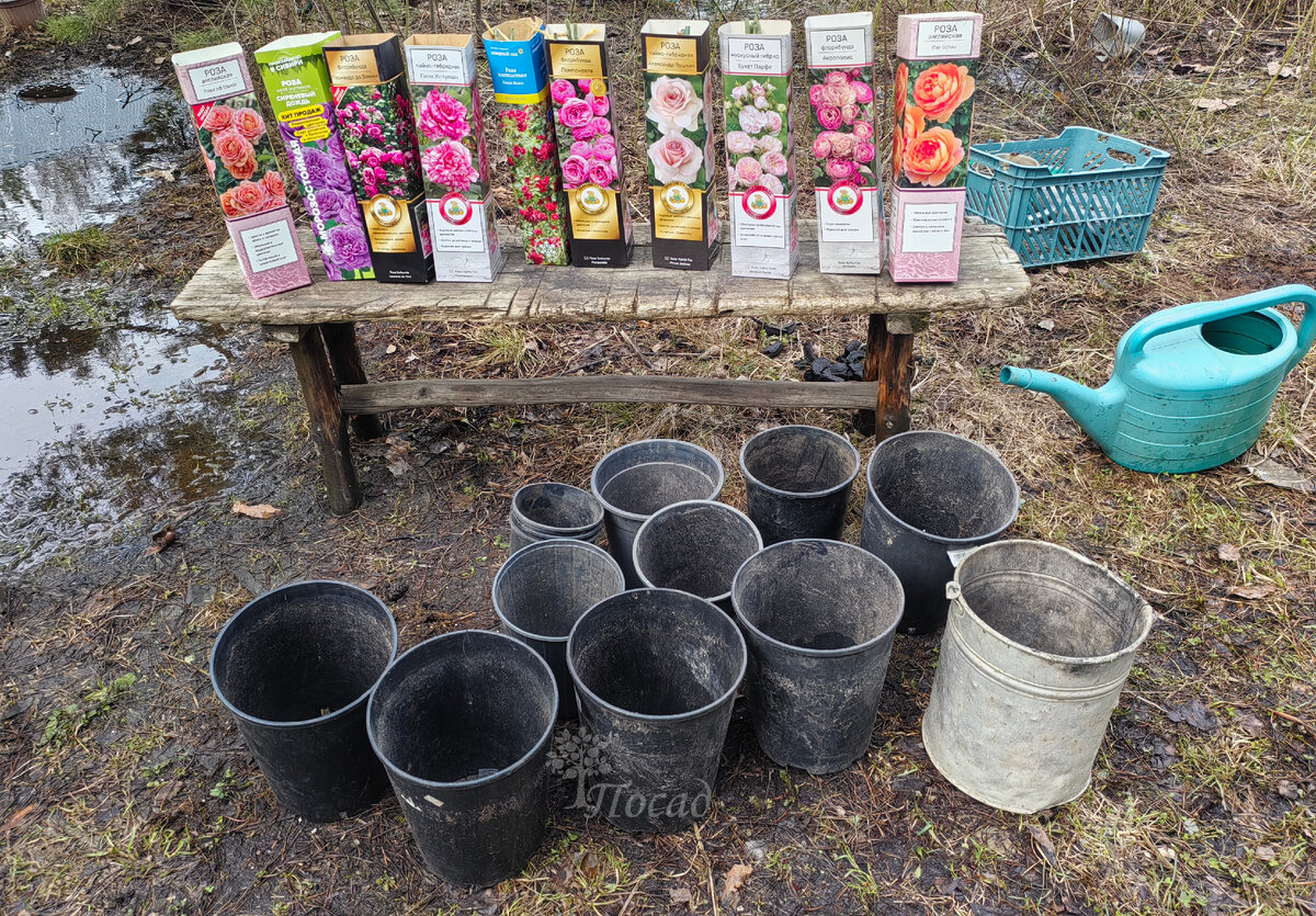 Думала, что ограничусь только розами, но "выпотрошила" весь холодильник. Посадила хосты, флоксы, княжики и прочую мелочь, которую напокупала походя. Всего вышло 30 растюх и одна яблоня (4 жимолости и 3 яблони ещё ждут "в засаде").
