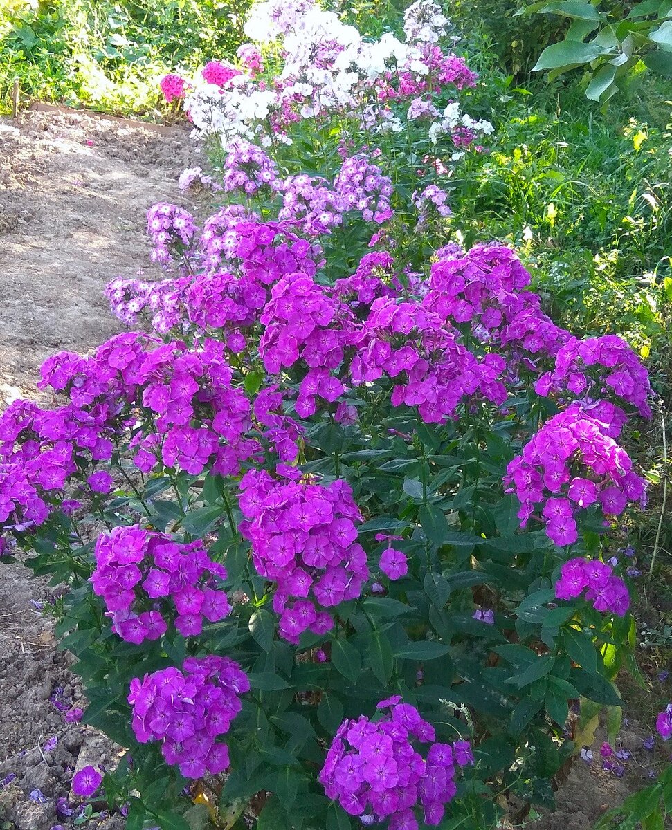 Рядок сеянцев флокса метельчатого.