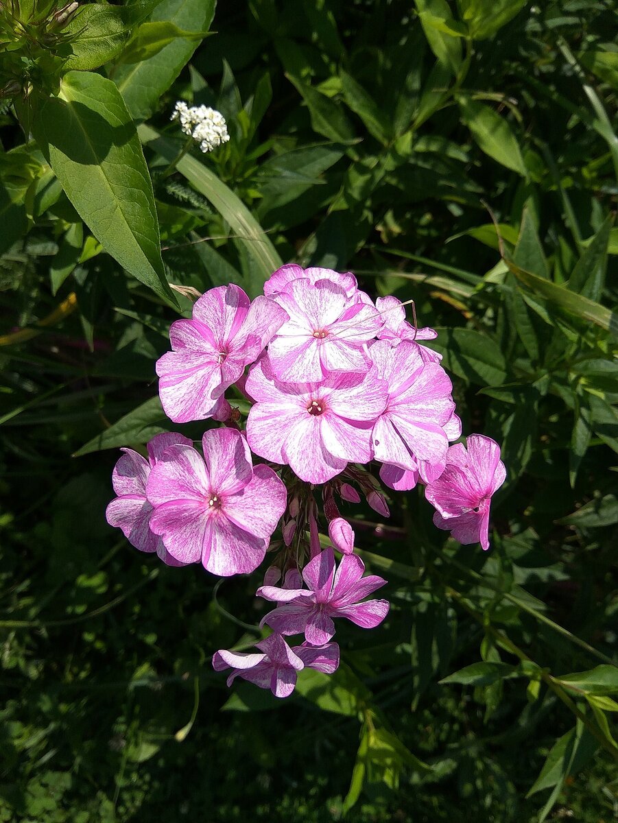 Пестрый сеянец.