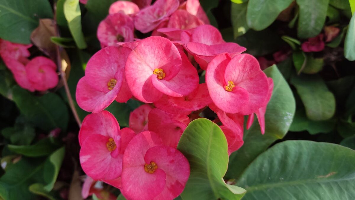 Молочай Миля египетский 