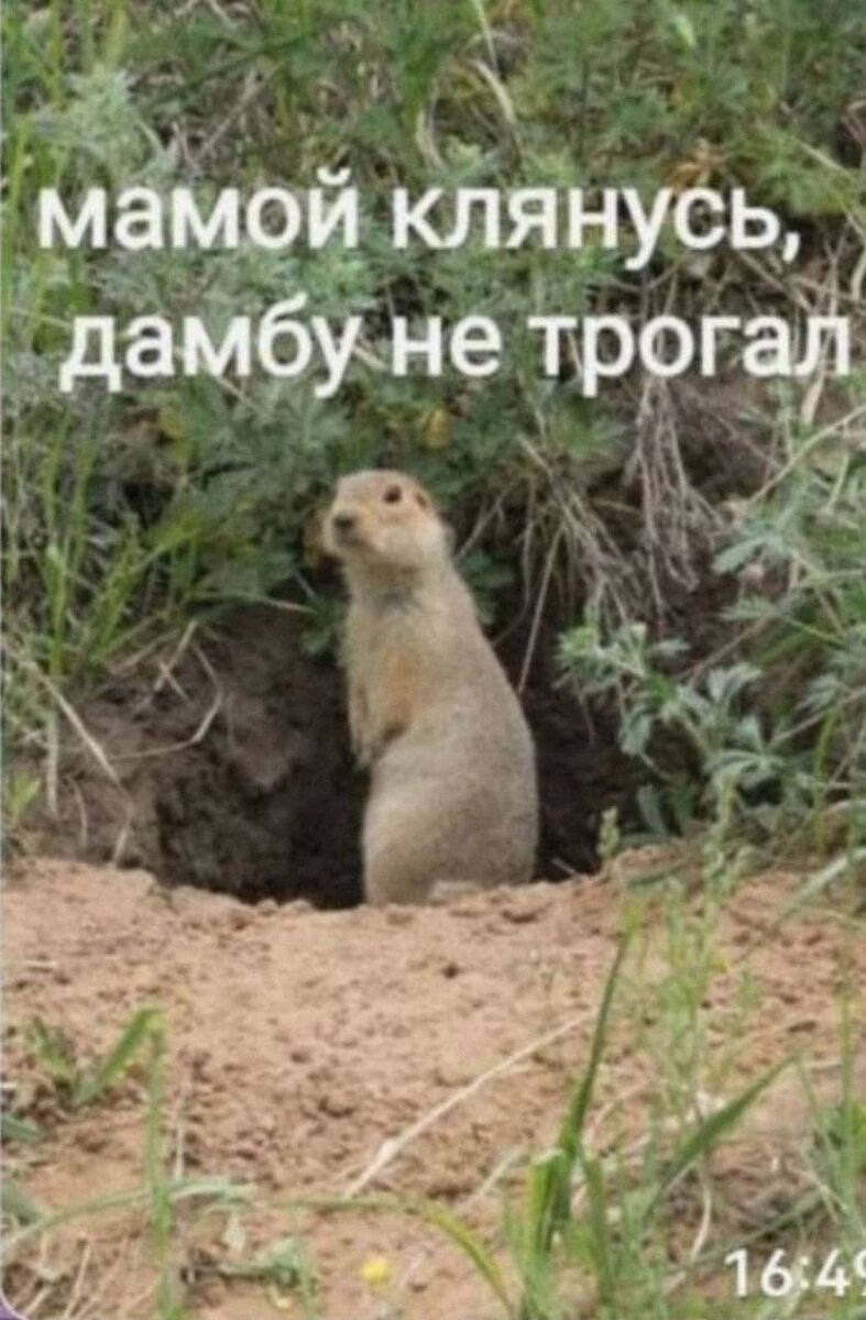 Картинка из инета
