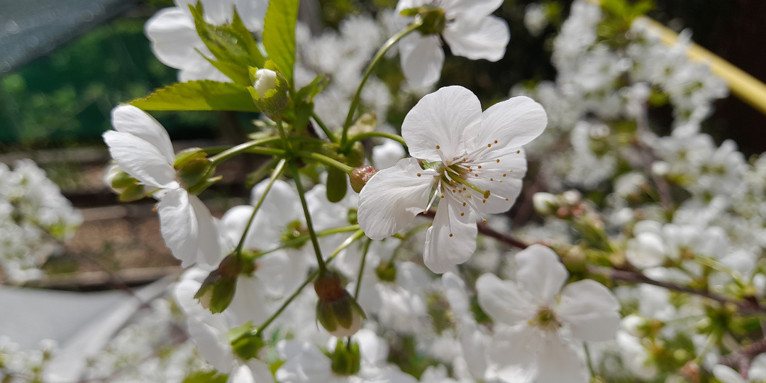 Обработка сливы, вишни, черешни и других косточковых для хорошего урожая. Пора защитить деревья от плодожорки и гнилей