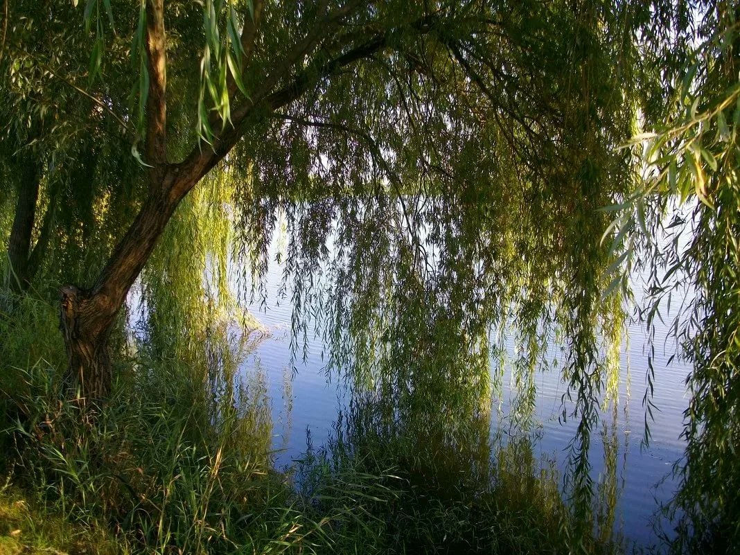 Из открытых источников