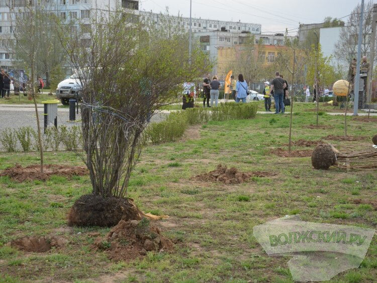 Трава в волжском