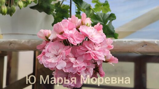 Красавица 🌸 Ю Марья Моревна