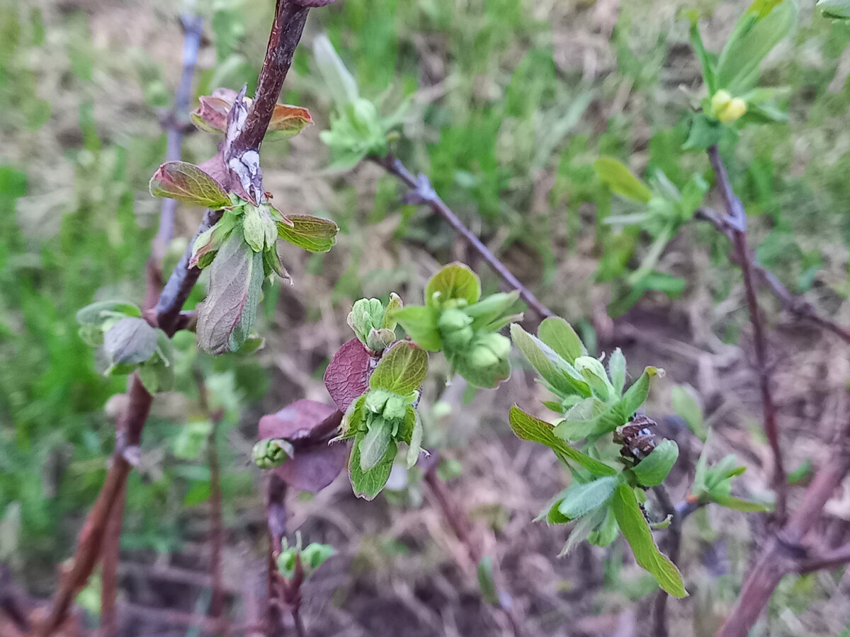 Жимолость с бутонами 12 апреля 2024г., Подмосковье.