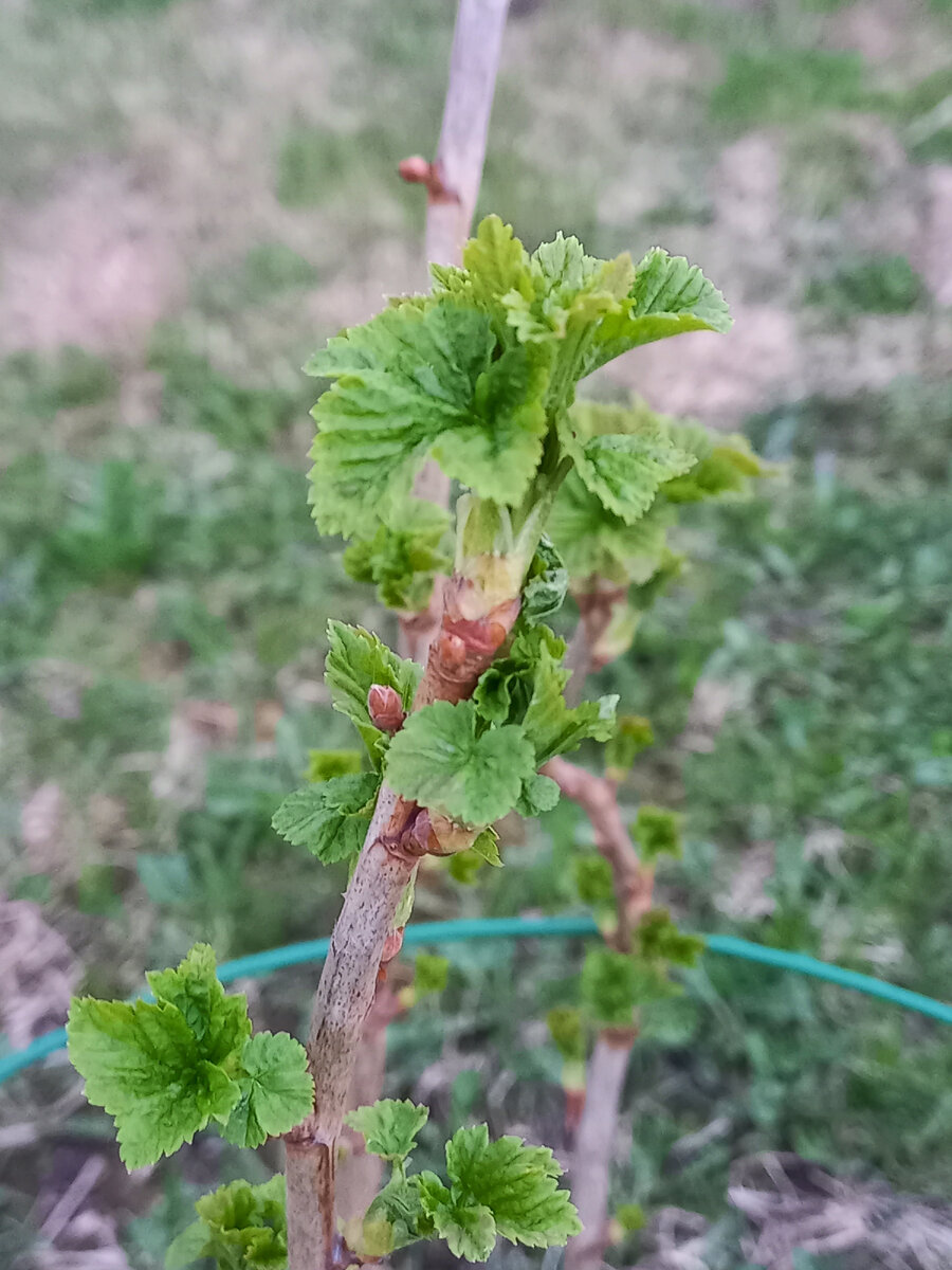 Чёрная смородина.