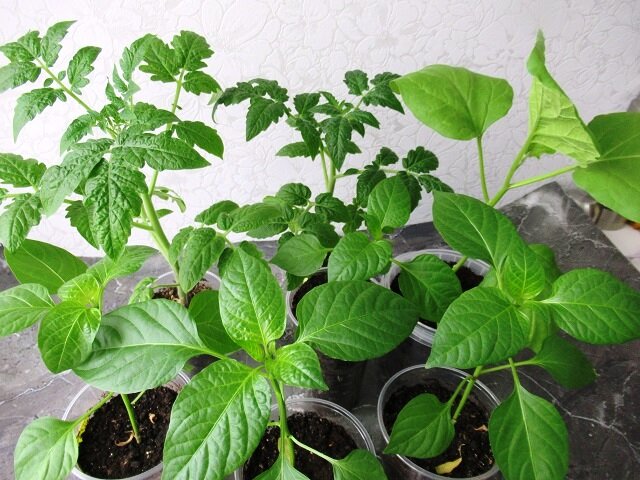 фото автора 13 апреля 2024 г