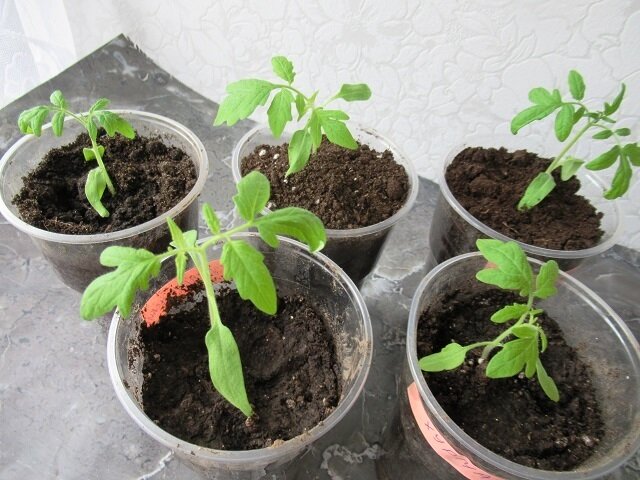 рассада грунтовых томатов после пикировки, фото автора 13 апреля 2024 г